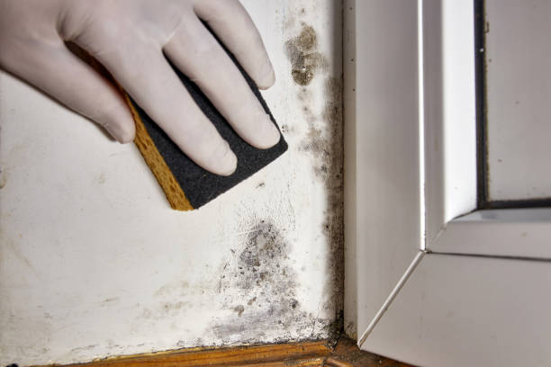 Best HVAC Mold Inspection and Cleaning  in Ofallon, IL